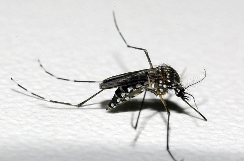 Casos de dengue crescem 339% no Brasil em 2019; quase mil cidades têm risco de surto