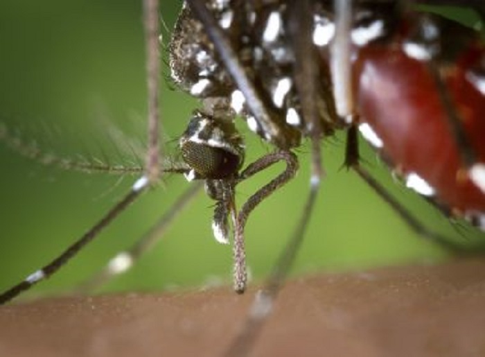 Bahia registrou 31 mortes devido à infecção por dengue em 17 municípios crescimento de 603% em 2019