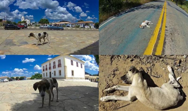 Rio de Contas: Animais de rua estariam sendo envenenados com inseticidas utilizados nas plantações de maracujá