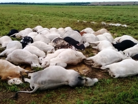 Tocantins: Raio mata 51 cabeças de gado no interior
