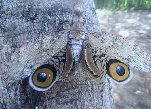 Borboleta - coruja é encontrada na fauna maetinguense