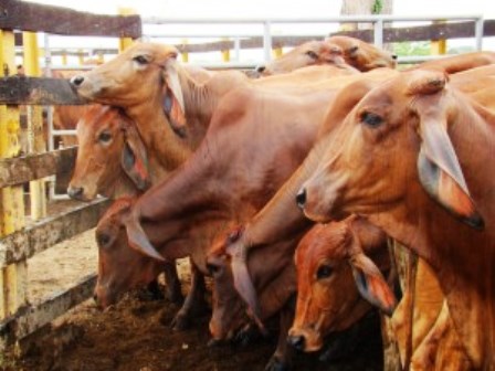 Começa a campanha de vacinação contra a febre aftosa