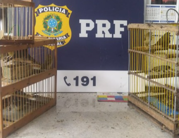 PRF resgata aves silvestres em ônibus na BR-116 em Vitória da Conquista