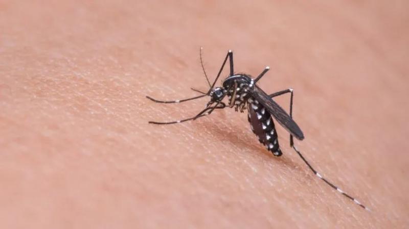 Número de mortos pela dengue chega a 43 na Bahia