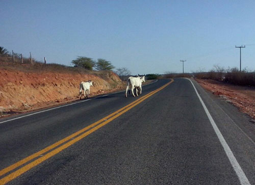 Animais continuam oferecendo riscos na BA – 623, sentido Vila Mariana / Maetinga