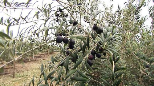 Cidade de Rio de Contas colhe primeira safra de azeitonas do norte e nordeste