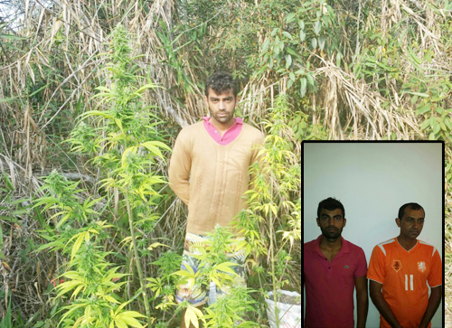 Irmãos que cultivavam Maconha são presos na operação 