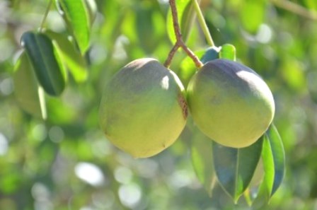 Fazenda Experimental produz umbu gigante com até 150 gramas