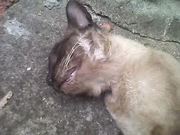 Gatos são Envenenados no Bairro das Flores