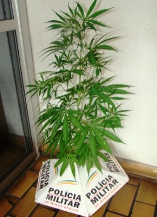 Contagem: Homem é preso por cultivar pé de maconha para fazer árvore de natal