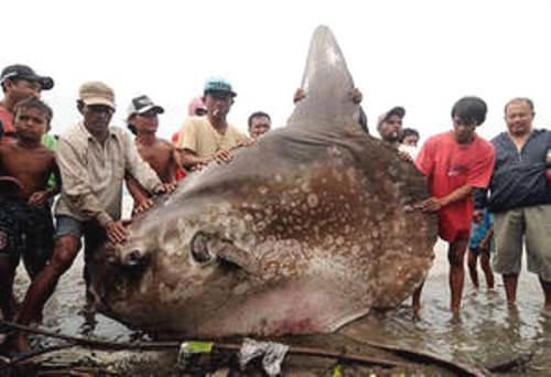 Indonésia: Pescadores fisgam peixe de 1 tonelada 