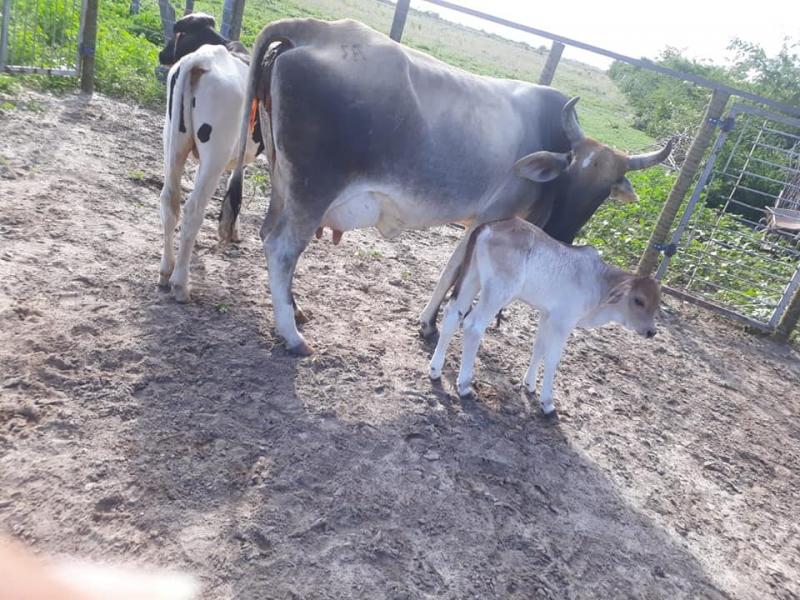 Rio do Antônio: Polícia Civil elucida furtos e recupera animais no Distrito de Ibitira