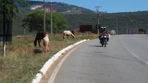 Perigo constante: Animais continuam soltos às margens das rodovias 