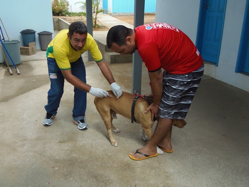  Campanha de vacinação antirrábica 6.701 cães e 1.309 gatos foram imunizados  
