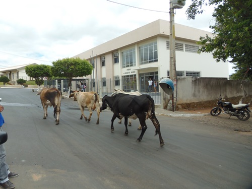 Animais continuam soltos nas ruas causando transtorno para população