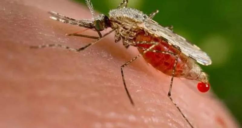 Após seis anos, Bahia registra primeira morte por malária