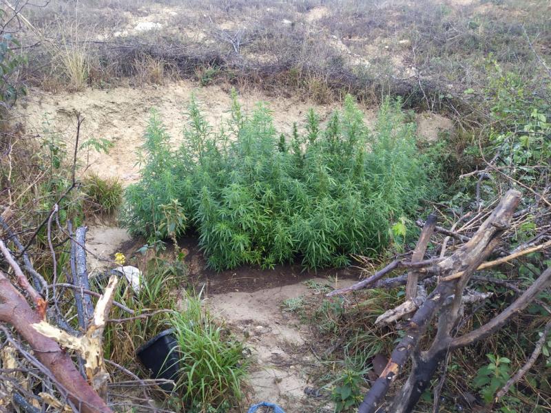 Vitória da Conquista: Caesg localiza e destrói plantação de maconha na zona rural