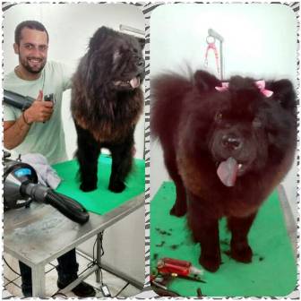  Pet Shop Quatro Patas mudando o visual do seu animal de estimação