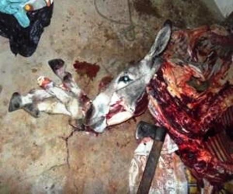 Matadouro clandestino que vendia carne de jumentos e cavalos é fechado em  Limoeiro, Pernambuco