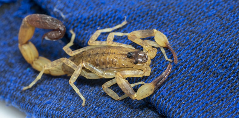 Sesab emite alerta sobre período de reprodução dos escorpiões