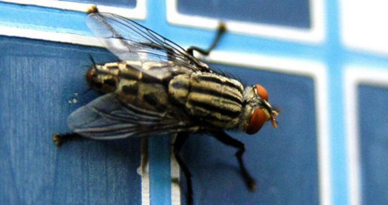 Canal do Rio Verruga tem infestação de moscas varejeiras em Conquista