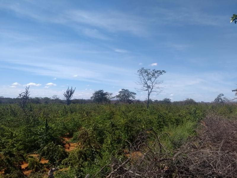 Polícia encontra cem mil pés de maconha em cidade do interior da Bahia: Um suspeito morreu em confronto