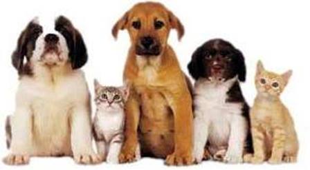 Convite: ASPAB (Associação dos Protetores de Animais de Brumado) realizará reunião deliberativa