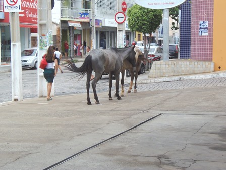 Cavalos são flagrados andando pelas ruas no centro da cidade