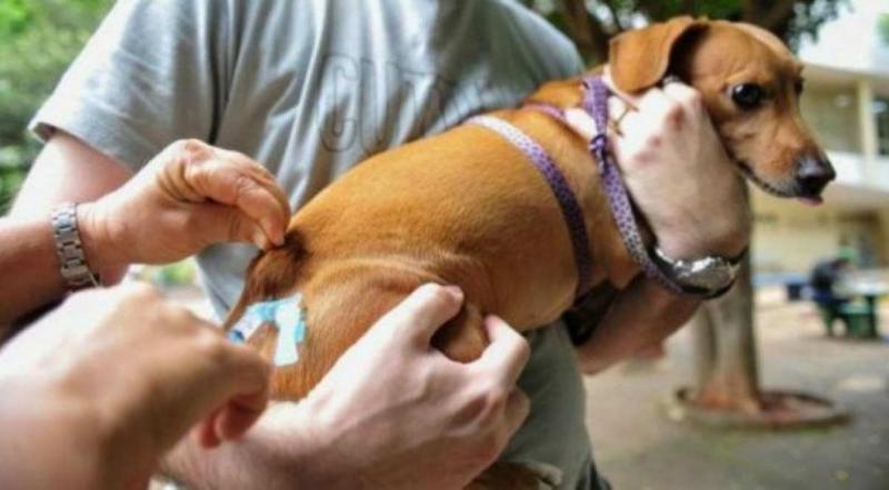 Vacinação antirrábica para cães e gato acontece neste sábado em Brumado