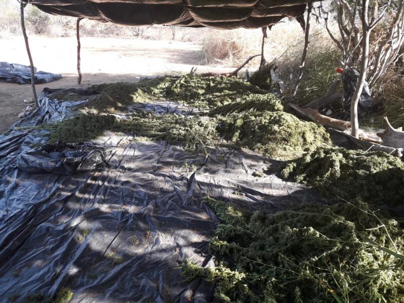 Polícia encontra cem mil pés de maconha em cidade do interior da Bahia: Um suspeito morreu em confronto