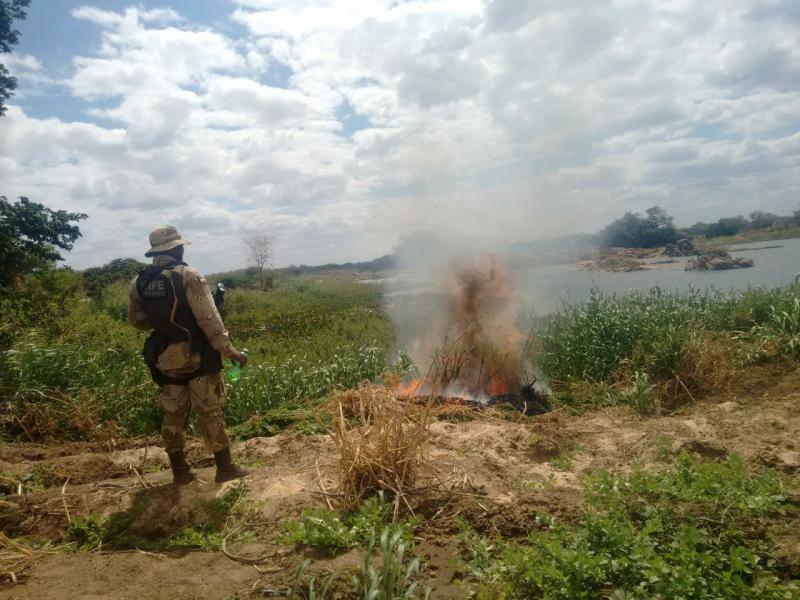 12 Toneladas de maconha são encontradas em operação conjunta no sertão da Bahia
