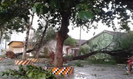 Temporal derruba árvores e danifica casas no extremo-sul baiano