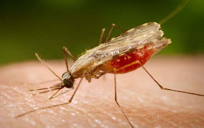 Pesquisa identifica composto com potencial para tratamento da malária