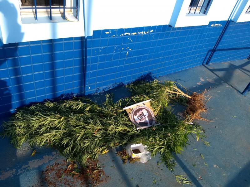 Homem é preso com plantação de maconha na zona rural do município de Malhada