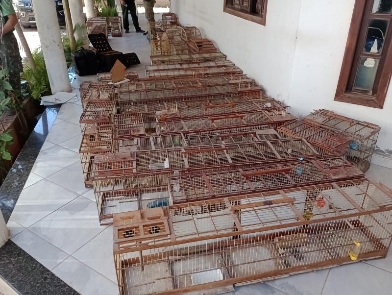 Mais de 100 aves silvestres são resgatadas de cativeiro na região de Guanambi 