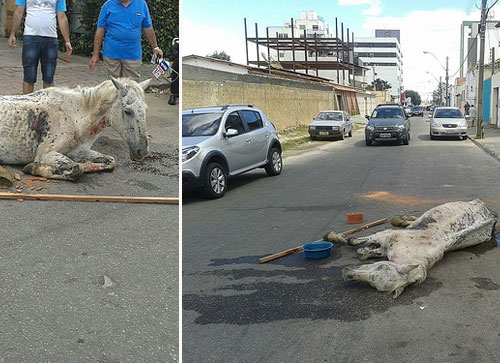 Carroceiro abandona cavalo doente no meio da rua, e o animal morre minutos depois