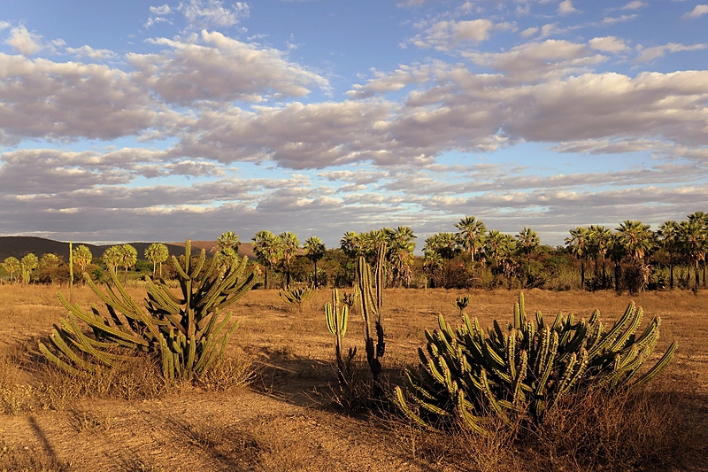 Governo recebe proposta para criação de fundo para a caatinga