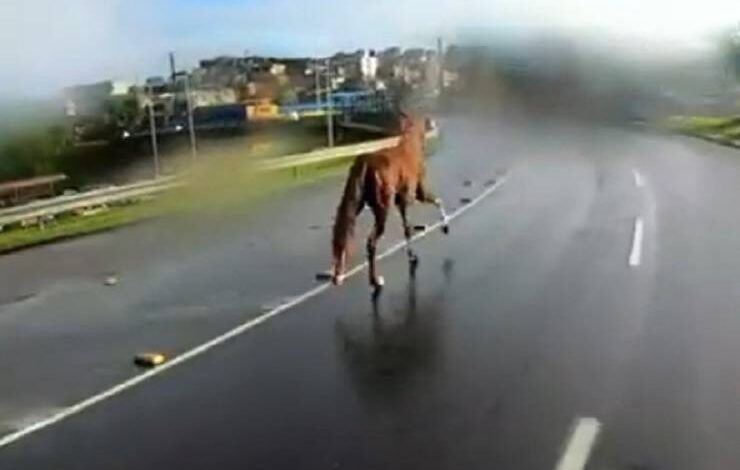 Riscos de acidentes com animais em rodovias aumentam durante período de festas juninas