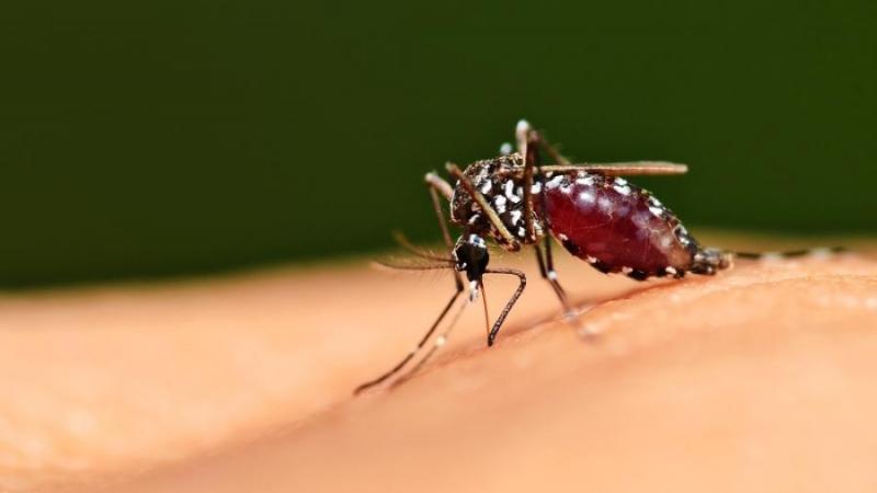 Sobe para 18 número de mortes por dengue na Bahia