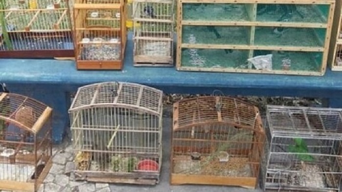 Pássaros silvestres que seriam comercializados são apreendidos em Feira de Santana