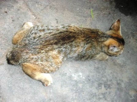 Ichu: Coelho Cruza Com Gata e Nasce um Coelhogato