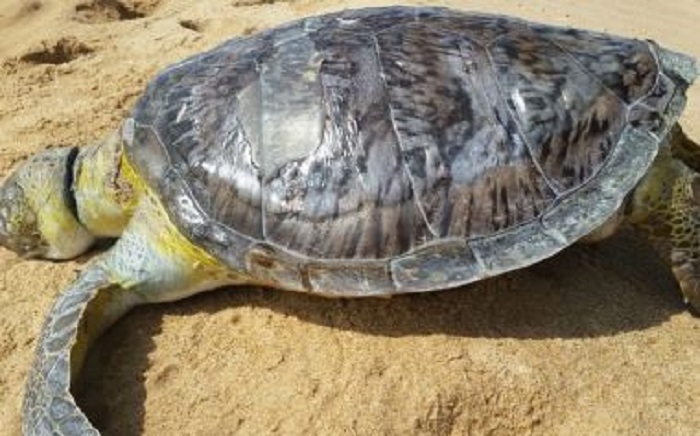 Tartarugas são encontradas mortas em praias baianas