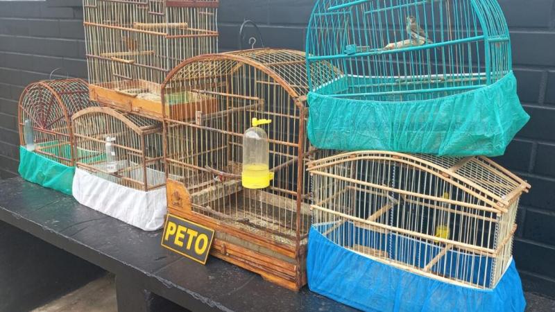 PM resgata 06 pássaros que eram mantidos presos em Brumado