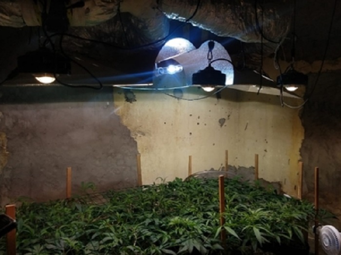 Plantação de maconha com mais de 600 pés e estufa artificial é encontrada na Bahia