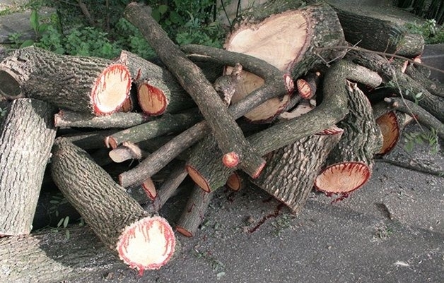 Secretaria de Meio Ambiente de Brumado alerta para poda irregular de arvores no período junino