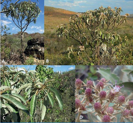 Nova espécie de Planta é encontrada em Licinio de Almeida e publicada em revista americana