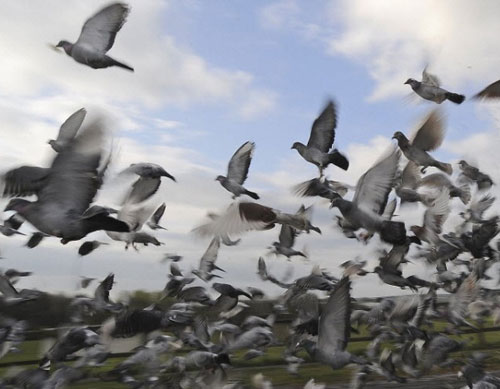 Duas mil aves são soltas em mais uma etapa da corrida nacional de pombos-correios