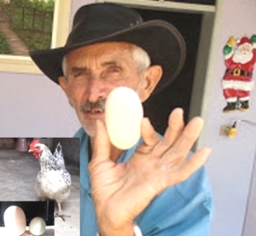 Mirangaba:Galinha põe ovo gigantesco no interior do município