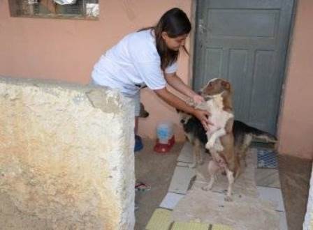 Protetora de animais denuncia maus-tratos e estupro de cadelas 
