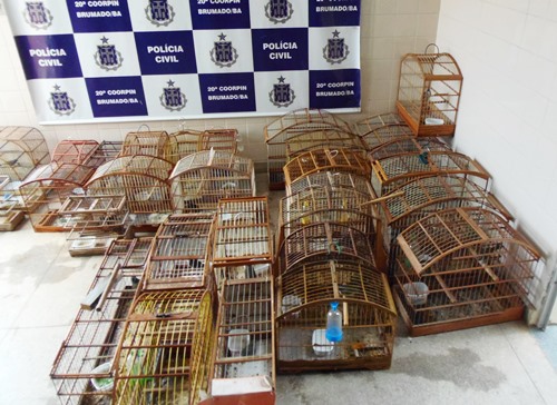 Aves silvestres são aprendidas após denúncia anônima 